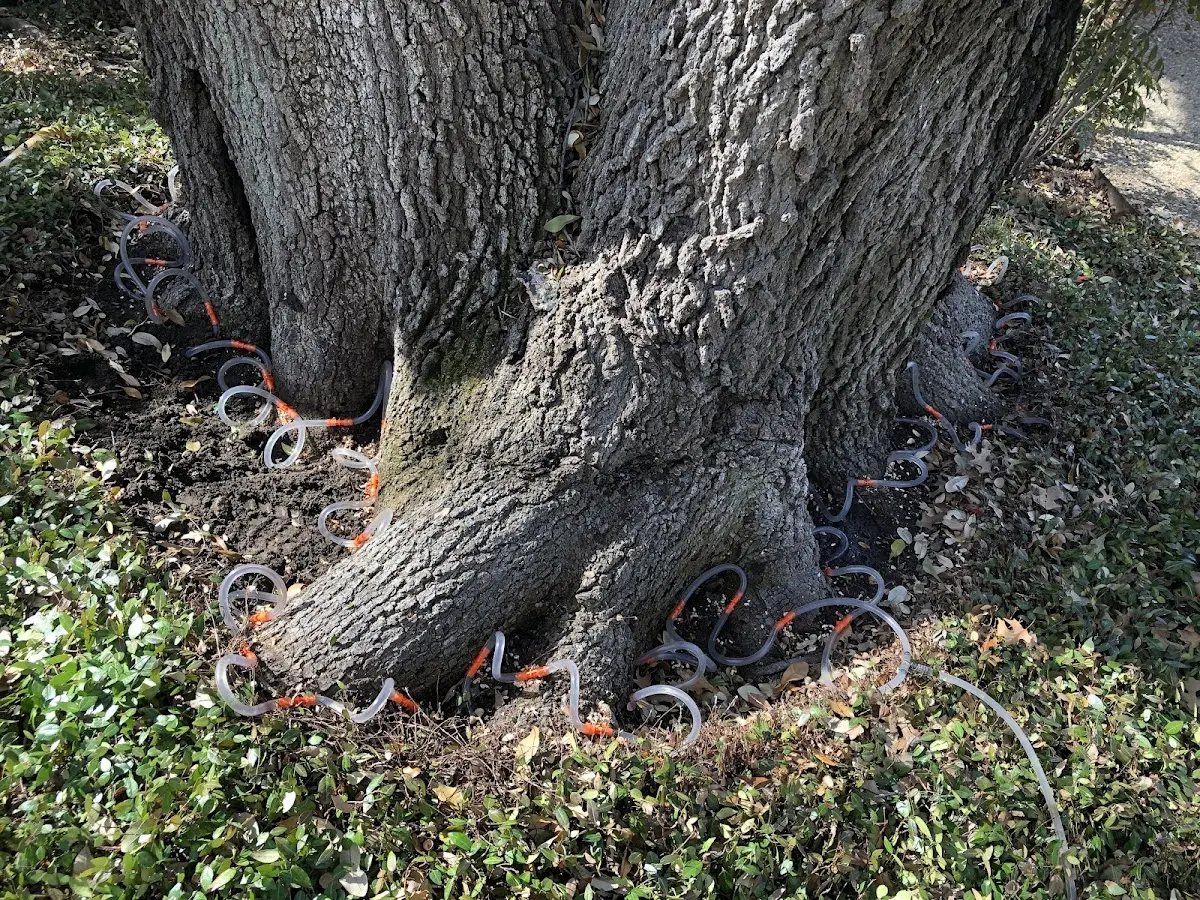 Detailed Tree Cabling and Bracing job site in Sloatsburg